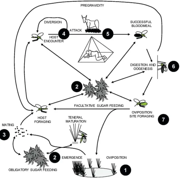 Figure 1. Life cycle components of malaria vector mosquitoes and corresponding examples of targets for novel intervention strategies
