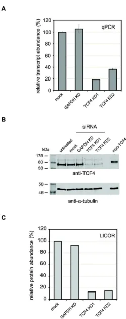 Figure 1.  siRNA-mediated knockdown of TCF4 in SH-SY5Y cells.    SH-SY5Y  cells  were  transfected  with  siRNA oligonucleotides  targeting  TCF4  (KD1  and  KDβ)  or  GAPDH.