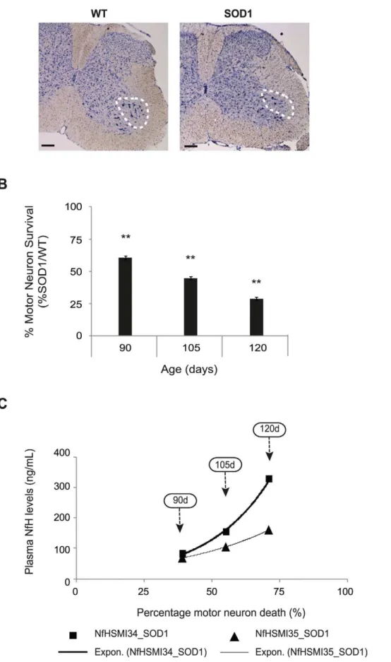 Figure 5. The correlation between plasma NfH phosphoform levels and motor neuron survival in SOD1 mice during disease progression