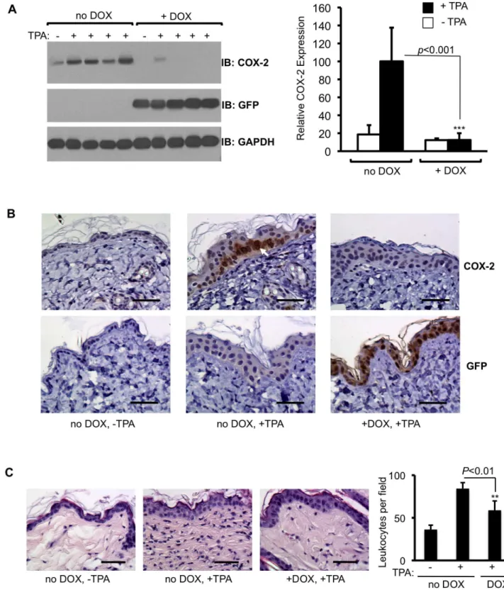 Figure 6. DOX-dependent suppression of TPA-induced COX-2 expression by shCox2 in mice homozygous for the Cox2 gene