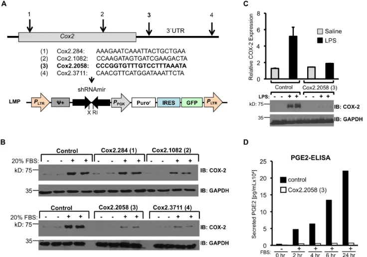 Figure 1. Identifying small inhibitory RNAs for COX-2. (A) Schematic representation of the Cox2 transcript, indicating target areas of four designed shRNAs