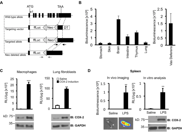 Figure 2. Construction of Cox2 tm2Luc/+ , a mouse strain in which firefly luciferase replaces the Cox2 coding region