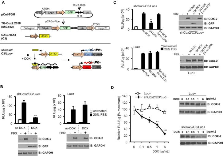 Figure 3. Inducible COX-2 shRNA expression suppresses Cox2- driven gene expression in cells cultured from triple transgenic mice.