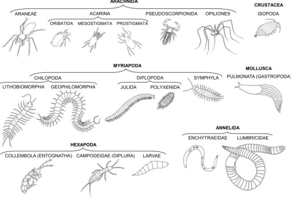 Figure 2 Taxonomic groups of soil fauna examined in this study.