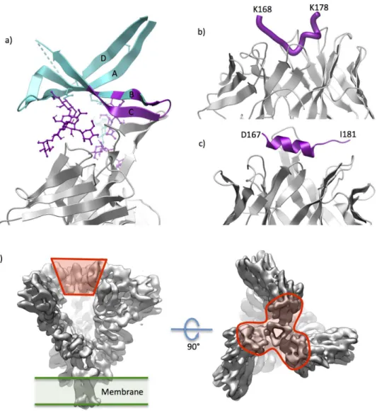 Figure 2. Available X-ray structures of V1/V2 domain and its fragments. (a) Complex of the V1/V2 domain (blue ribbon, glycans shown in ball-and-stick representation; parts interacting with the FAb are in magenta) grafted on a scaffold protein (not shown) a