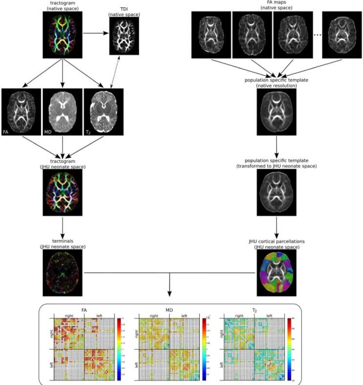 Figure 1 summarises the workflow for obtaining the con- con-nectomes.