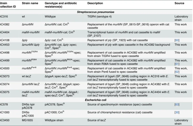 Table 2. Strains and plasmids used in the present study.