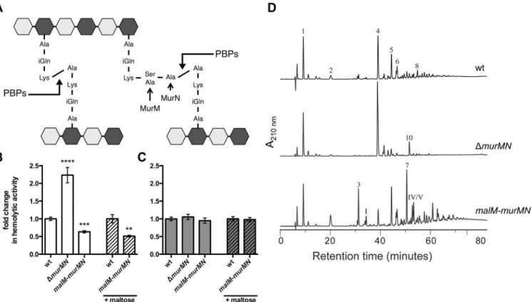 Fig 2. Ply release is altered by murMN-dependent changes in PG composition. (A) Diagram of the basic pneumococcal PG structure highlighting the role of MurM and MurN