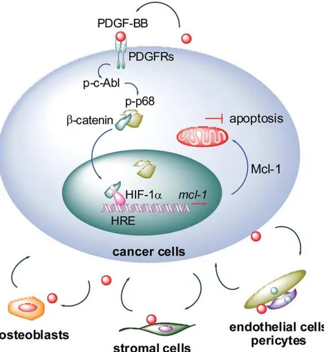 Figure S5). Furthermore, in PCa cells that predominantly express one PDGFR isoform (for example, PDGFR-a is the major isoform in C4-2 cells; Figure 2A, right panel), it is plausible to expect that inhibition of the isoform alone could affect Mcl-1 expressi