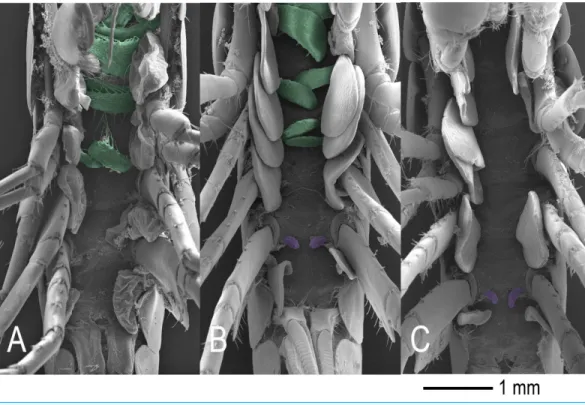 Figure 2 External sexual phenotypes. (A) Normal female D. haemobaphes with only oostegites (green).