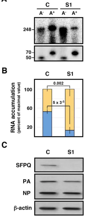 Figure S1 Accumulation of viral proteins during influ- influ-enza virus infection of SFPQ/PSF-silenced cells