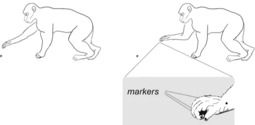 Fig 1. Graphical representation of the monkeys' postural conditions. Schematic drawing of the reach-to- reach-to-grasp movement performed by the monkey (from right to left)