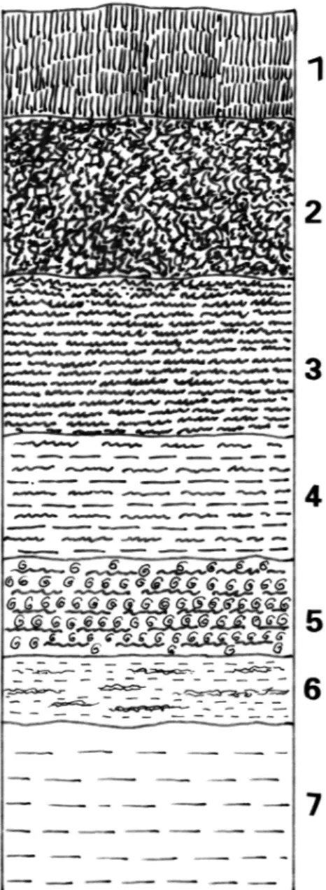 Fig. 4.  The section through the fen deposits (thickness 100 cm).