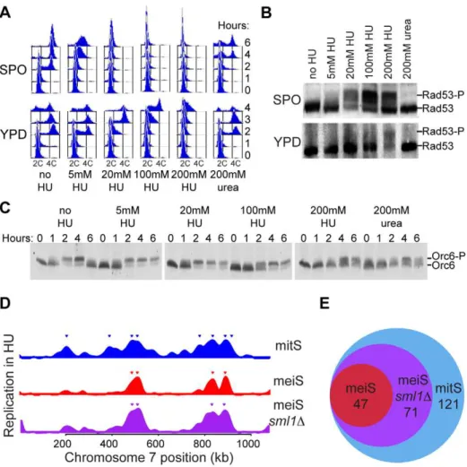 Figure 3. Reduced replication initiation in meiS. Pre-sporulation cultures of wild-type cells (H574) were inoculated into either SPO (top row) or YPD (bottom row) in the absence or presence of the indicated concentrations of HU or urea
