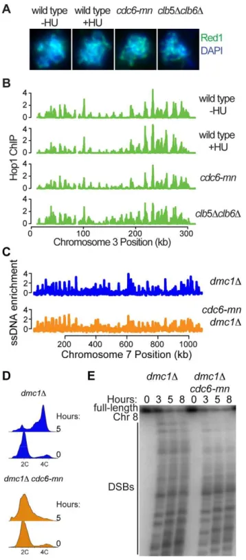 Figure 6. DNA replication is not required for axis association or DSB formation. (A) Indirect immunofluorescence for Red1 (green) and DAPI staining for total DNA (blue) on spread nuclei from cells at 3 hours after inoculation into SPO for wild-type cells (