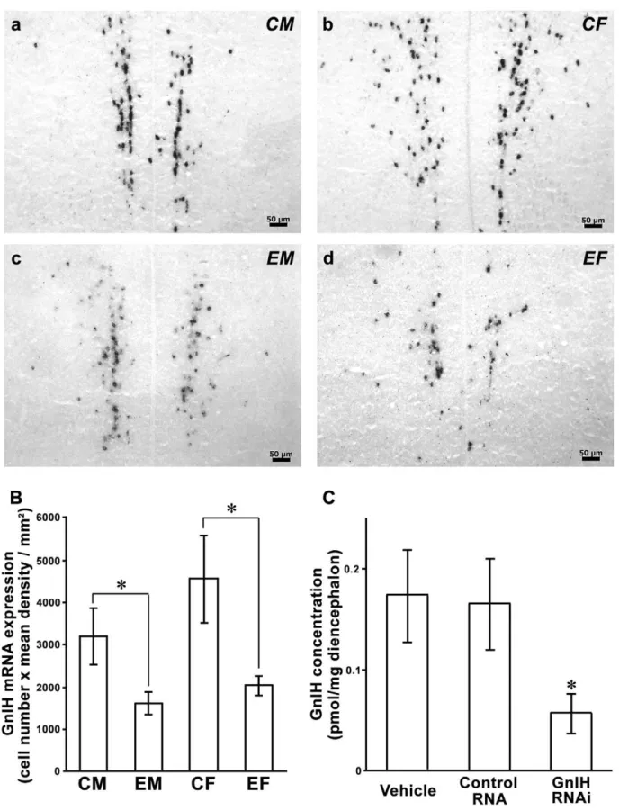 Figure 2. Effect of GnIH RNAi on GnIH precursor mRNA and GnIH expression. A, Expression of GnIH precursor mRNA positive cells in the paraventricular nucleus of control male (a, CM), control female (b, CF), experimental male (c, EM), and experimental female