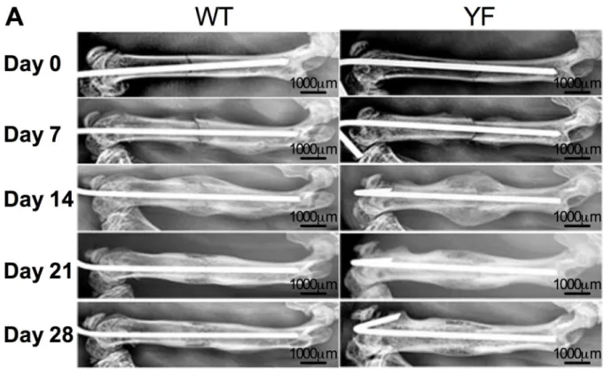 Fig 1. Radiographic images show increased callus formation and delayed callus resorption in mice lacking Cbl-PI3K interaction