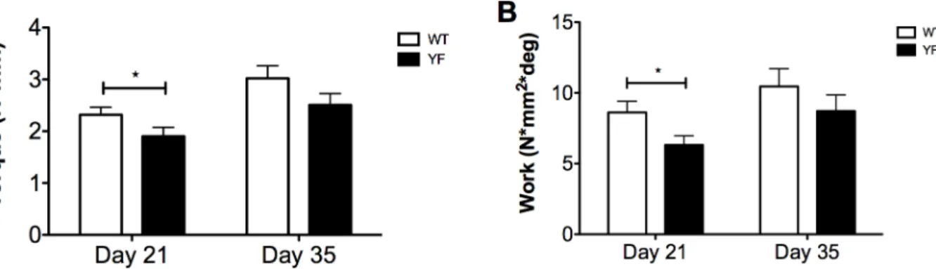 Fig 4. Fractured femora lacking Cbl-PI3K interaction are delayed in restoring mechanical strength