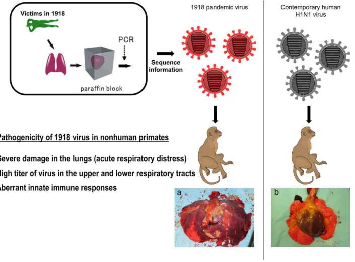 Figure 1. Pathogenicity of the 1918 pandemic influenza virus in non-human primates. Taubenberger’s group isolated viral genome RNA fragments from formalin-fixed, paraffin-embedded autopsy tissue from victims of the 1918 pandemic and determined the coding s