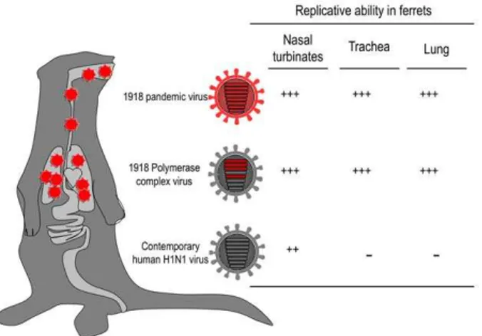 Figure 3. The role of the viral RNA polymerase complex in the replication properties of the 1918 virus in ferrets