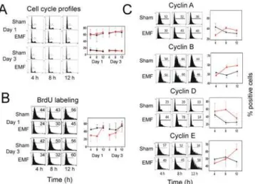 Fig 7. Exposure to Thomas-EMF alters cell cycle progression and cyclin expression. A.