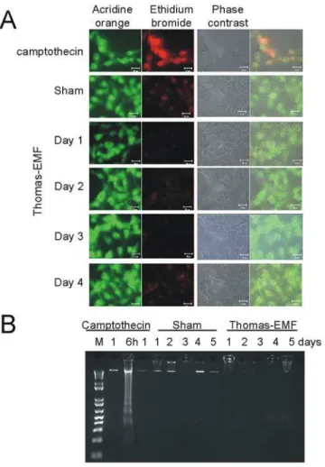 Fig 3. Exposure to Thomas-EMF does not promote apoptosis. A. B16-BL6 cells were treated with sham conditions, 10 -6 M camptothecin for 6 h, or Thomas-EMF for 1 h/day for 1, 3, or 5 days