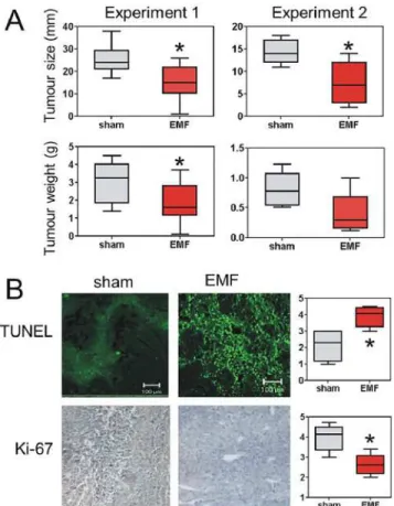 Fig 4. Exposure to Thomas-EMF inhibits B16-BL6 tumour growth in C57b mice. A. A total of 35 male C57b mice (experiment 1 = 25 and experiment 2 = 10 animals) were injected subcutaneously with 10 6 B16-BL6 cells
