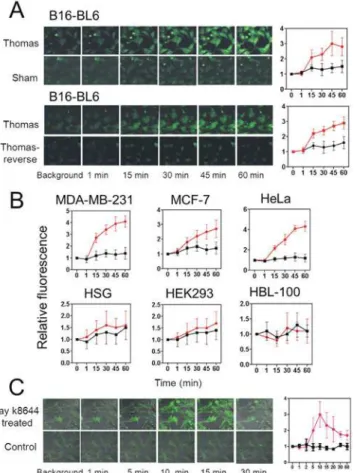 Fig 5. Exposure to Thomas-EMF enhances Ca 2+ uptake in malignant cells. A. B16-BL6 cells were cultured on glass coverslips, labelled with the FLUO-4(AM) Ca 2+ dye, placed on the microscope stage, and exposed to sham, Thomas-EMF or Thomas-reverse using a si