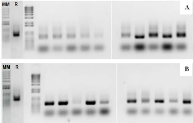 Figure 2. Banding patterns of yeast isolates and commercial strain PE-2 (R); molecular marker 1  kb (MM)