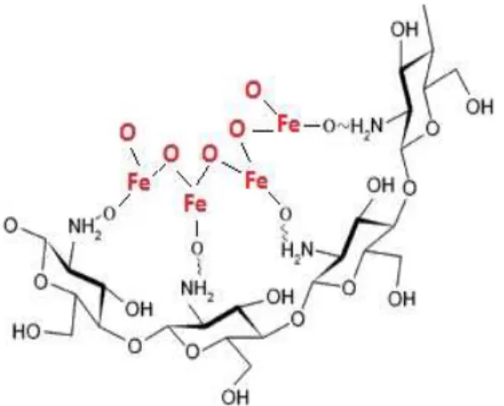 Fig.  2.    Molecular  representations  of  Iron  oxide  -  chitosan bonding