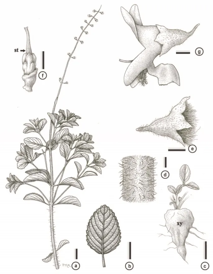 FIGURE 4. a–g. Eriope paradise. a. fertile branch; b. leaf morphology; c. xylopodium with branches (xy); d