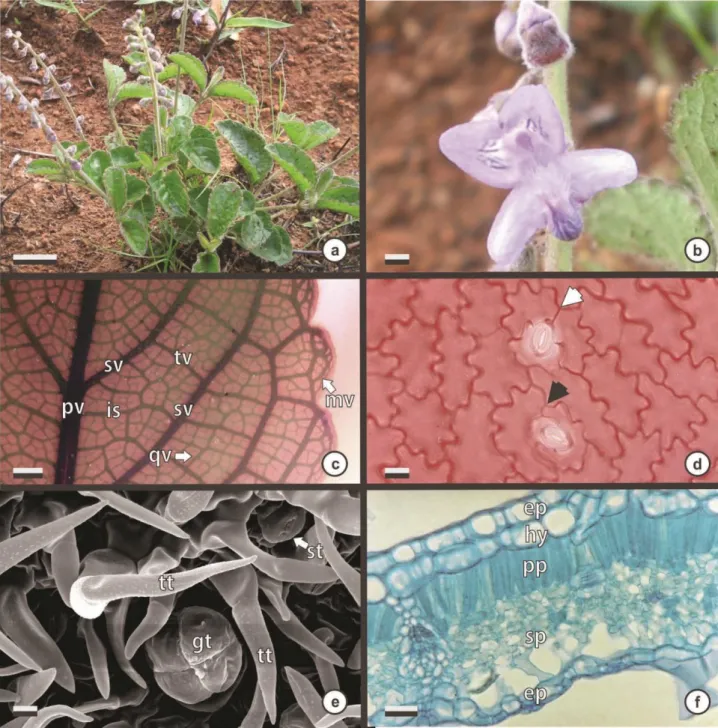 FIGURE 5. a–f. Eriope paradise. a. habit; b. flower detail; c. diaphanized leaf highlighting marginal vein in arches; d