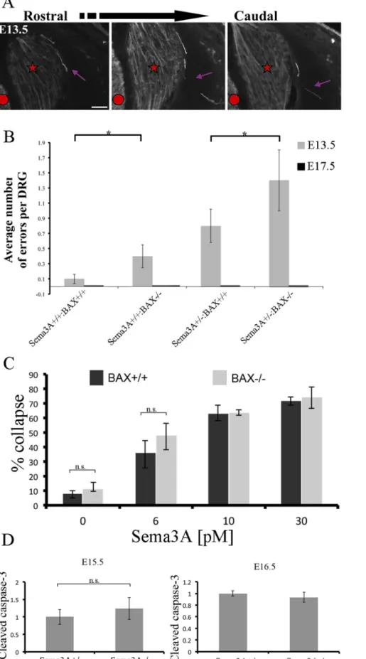 Figure 2. Increased levels of axon guidance errors in BAX null and heterozygote Sema3A:BAX null mice