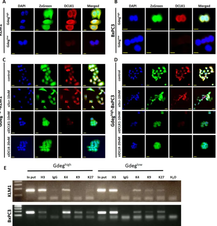 Fig 4. Immunocytochemical analysis of DCLK1 and ChIP analysis. (A and B) Immunocytochemical analyses of DCLK1 in both cell lines (original magnification ×200) are shown