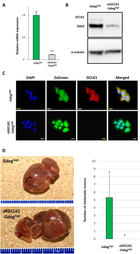 Fig 6. Knockdown of DCLK1 in Gdeg high -KLM1 cells shows DCLK1 is essential for tumor metastasis in vivo