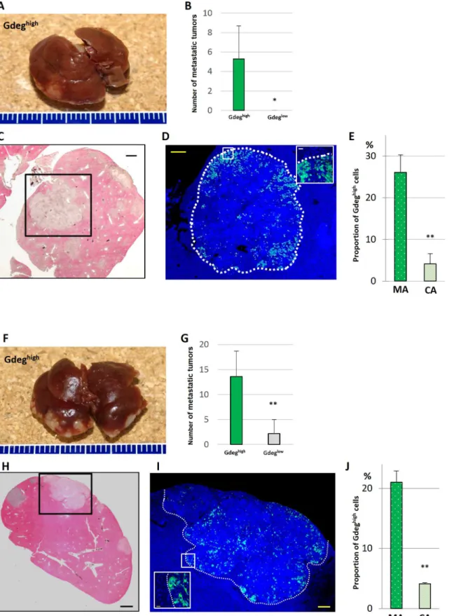 Fig 2. Liver metastatic model of Gdeg high -KLM1 and Gdeg high -BxPC3 cells in mice. (A and F) Representative liver metastatic tumors are shown in mice 8 weeks after injection
