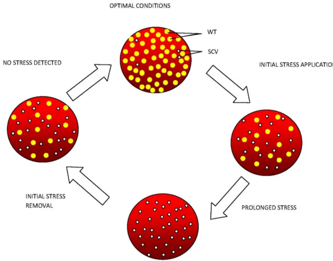 Figure  5.    Diagram  scheme  indicating  possible  stages  of  wild-type-SCV  life/stress  cycle