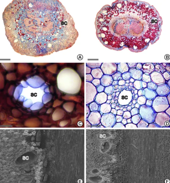 Fig. 3. Petiole anatomy of Dipteryx odorata (A, C and E) and Taralea oppositifolia (B, D and F) under light (A–D) and scanning electron (E and F) microscopy