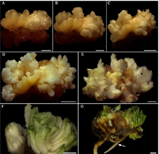 Figure 2. Morphological evolution of primary callus into plantlets of Syagrus oleracea from immature inflorescence in a medium  with Picloram