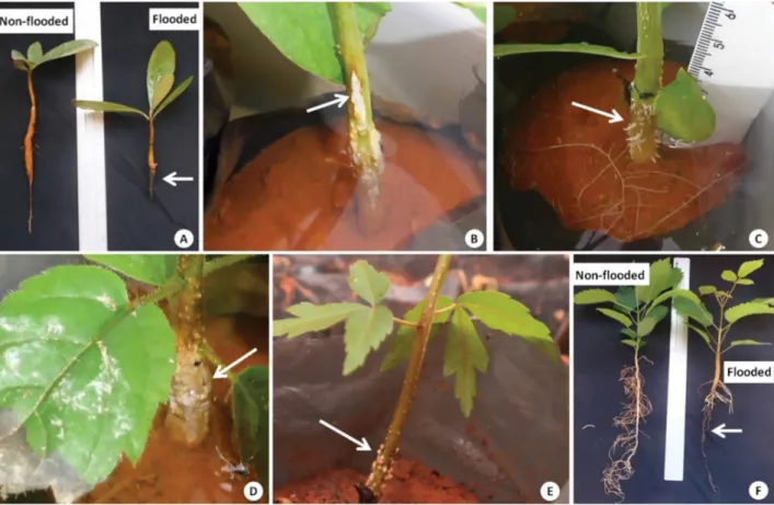 Figure 2. Morphological modifications in plants that were subjected to a 30-day period of flooding