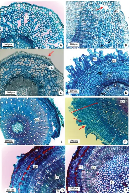 Figure 3. Cross-sections of root (A) and stem (B-H) with emphasis on anatomical changes in flooded plants (A-B, D, F, H) and some comparisons with non-flooded  plants (C, E, G)