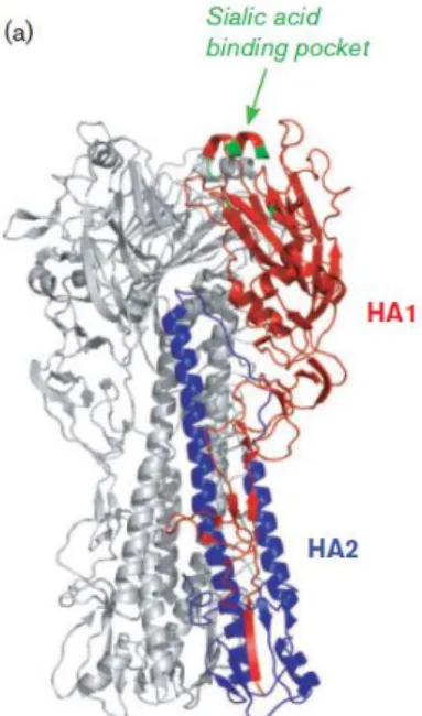 Figure 7: Structure of the HA  