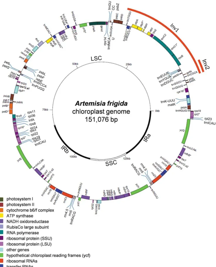 Figure 1. The map of the chloroplast genome of Artemisia frigida . IR, inverted repeat; LCS, large single copy region; SSC, small single copy region; Inv1, inverted sequence region 1; Inv2, inverted sequence region 2