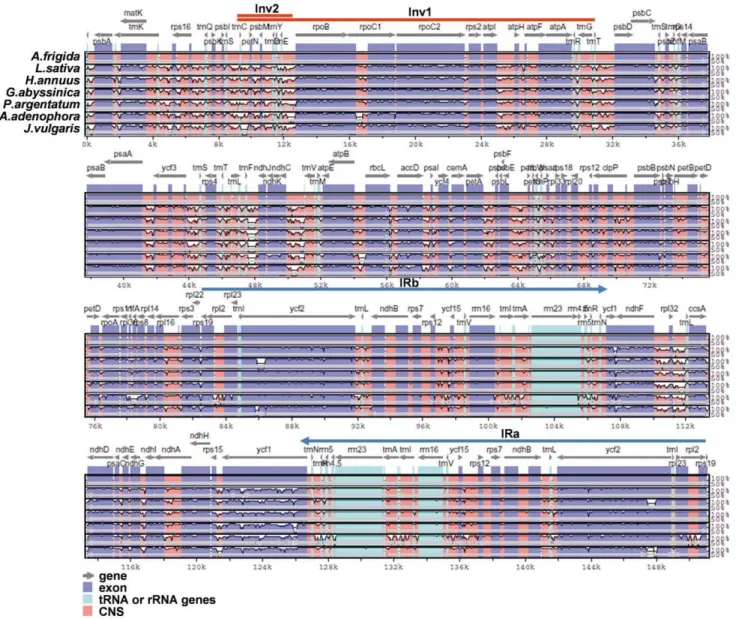 Figure 2. Sequence alignment of seven sequenced cp genomes in the Asteraceae family. Sequences of chloroplast genomes were aligned and compared using mVISTA program
