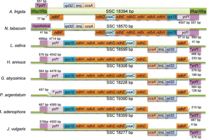 Figure 3. Comparison of the SSC region among different Asteraceae species. Gene sequences in the SSR region were annotated and indicated along the green lines