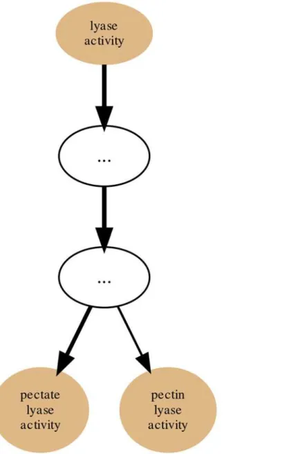 Fig 6. PL1 Set annotation graph re-rooted at the lyase activity term. Annotation graph of the PL1 (CAZy family) Set for the GO molecular function sub-ontology re-rooted at the lyase activity term.