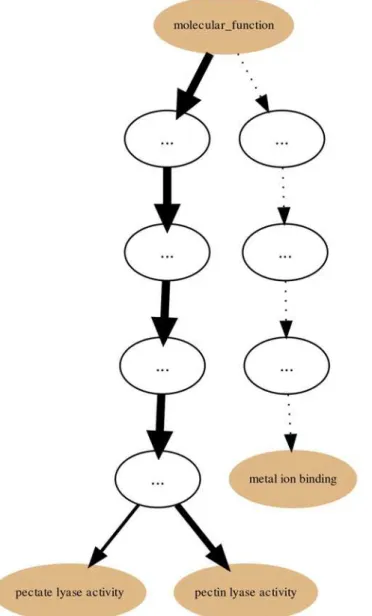 Fig 7. PL1 Set non-IEA annotation graph for the GO molecular function sub-ontology. Annotation graph subsuming the PL1 (within the CAZy Collection) Set GO molecular function sub-ontology annotations without electronic annotations (IEA).