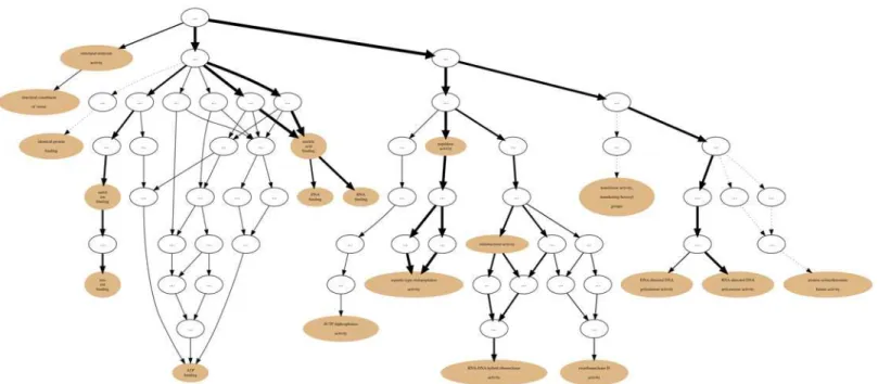 Fig 10. A2 annotation graph. Annotation graph subsuming the A2 Set (MEROPS Collection) GO molecular function sub-ontology annotations.