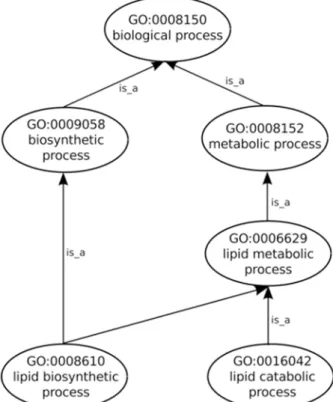 Fig 1. GO graph. Sub-graph of the GO biological process sub-ontology depicting is_a relationships.