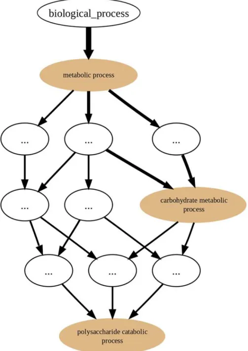 Fig 2. GRYFUN annotation graph. Example of a GRYFUN annotation graph subsuming the GO biological process sub-ontology annotations in a sample protein set.